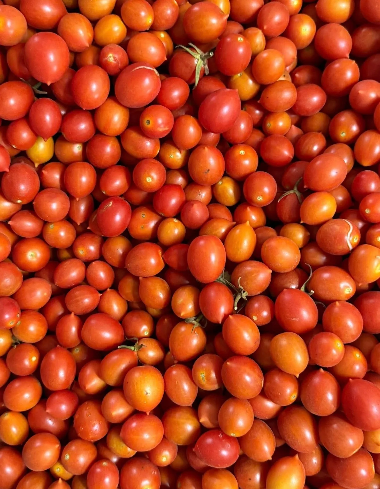 Cherry Domates