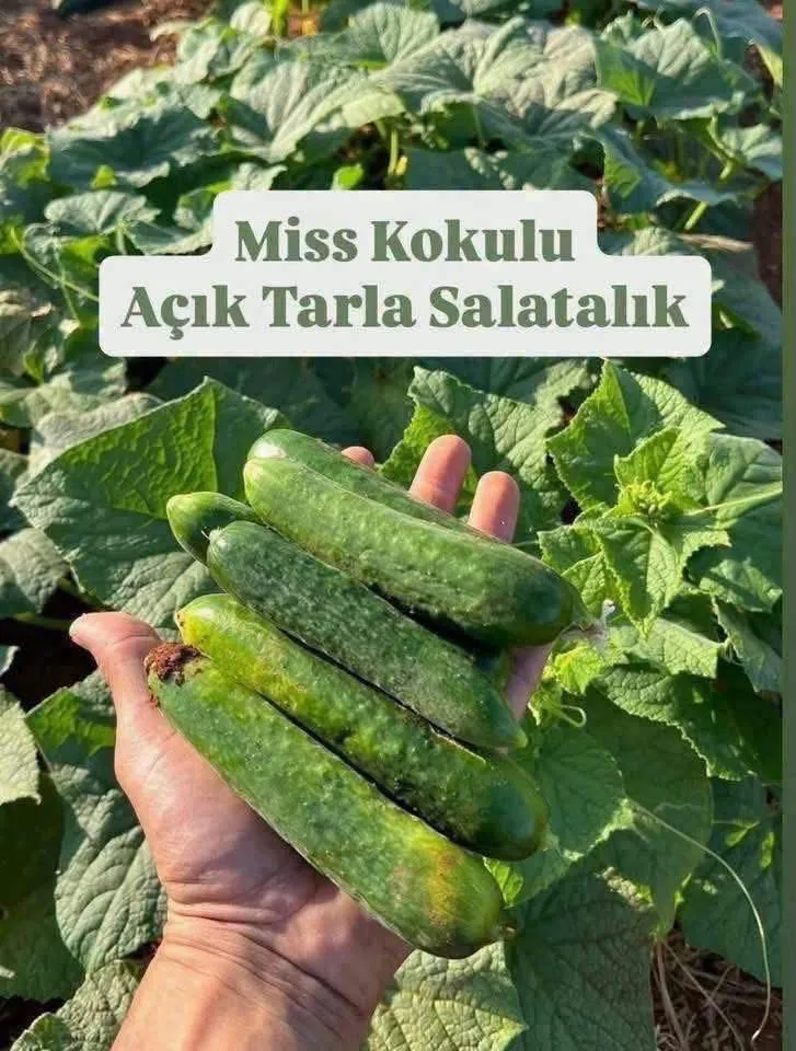 Salatalık Açık